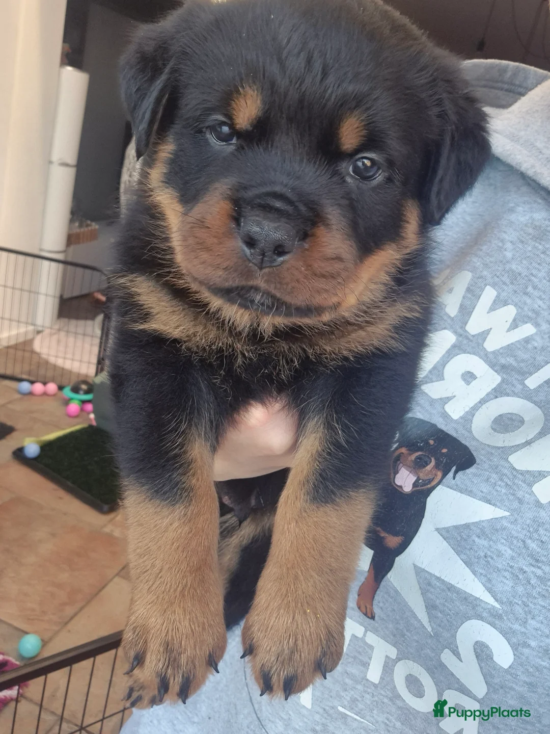 Rottweiler honden te koop: Litter F  - Advertentie 16