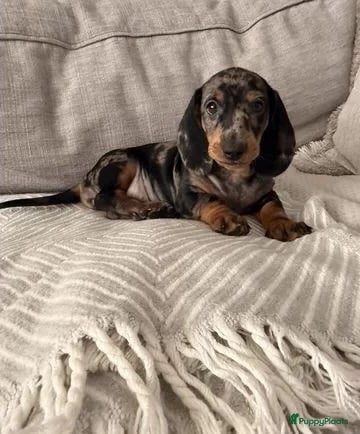 Teckel (korthaar)  honden Teckel  - Advertentie 3