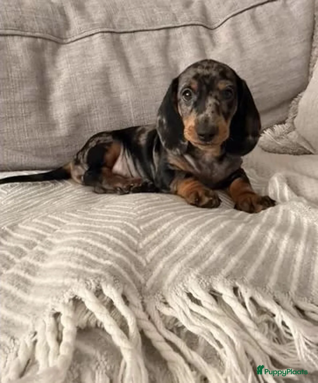 Teckel (korthaar)  honden te koop: Teckel  - Advertentie 1