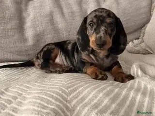 Teckel (korthaar) honden Teckel - Advertentie 3