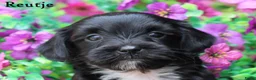 Kruising honden te koop: Boompoo pups - Advertentie 18