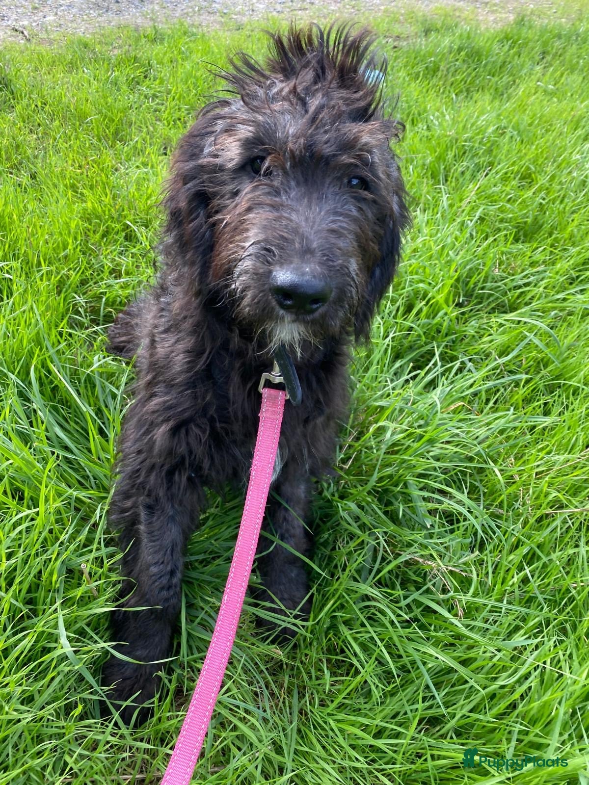 Kruising honden Mooie zwarte goldendoodles! - Advertentie 3