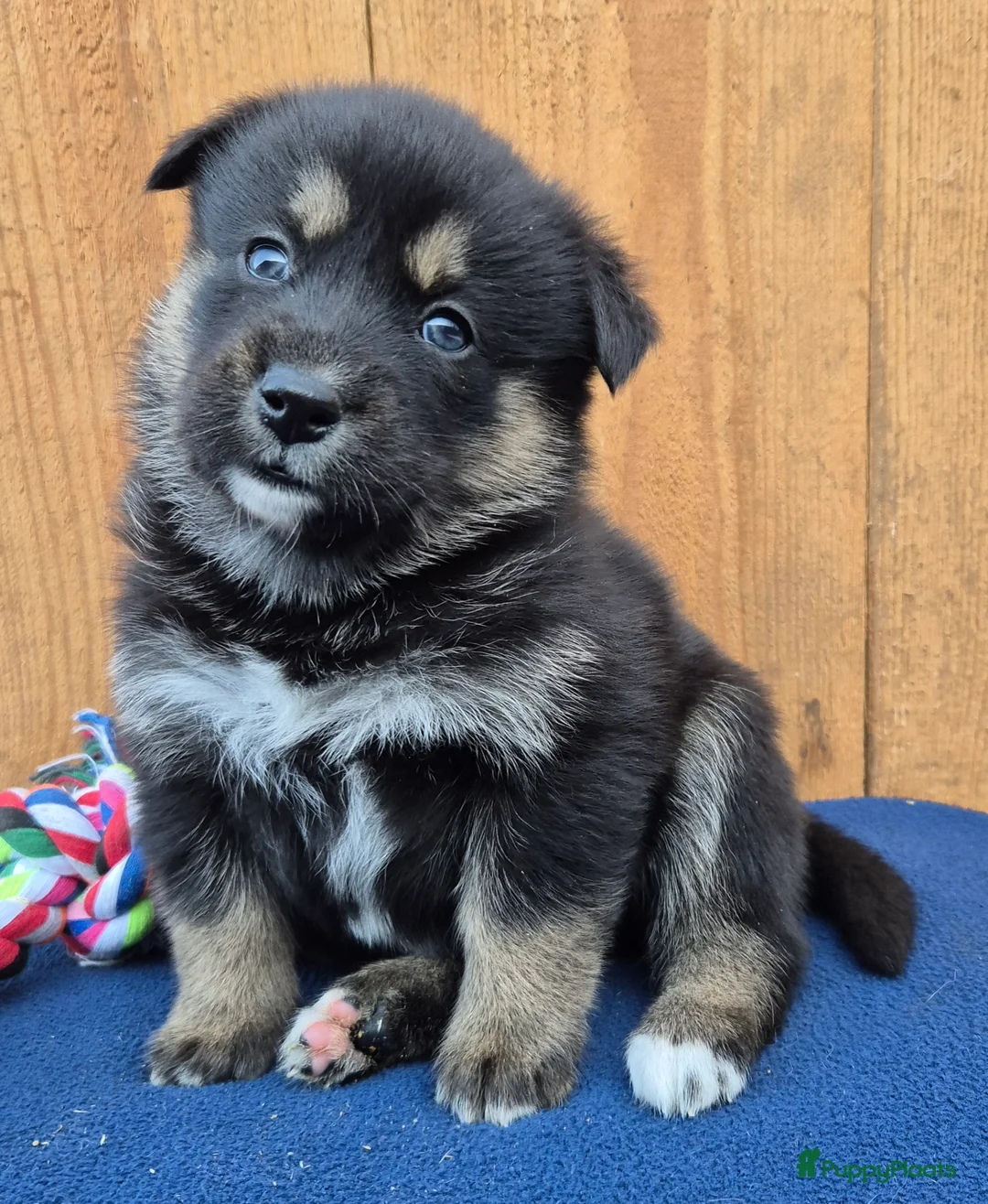 Kruising honden te koop: Australian shepherd x Pomsky (mini-aussie) - Advertentie 4