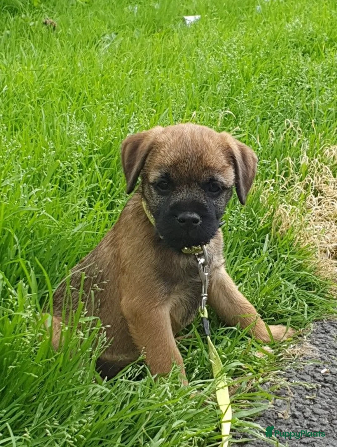 Border Terriër honden ter dekking: Border Terrier Dekreu!  06 41290018 in Losser - Advertentie 15
