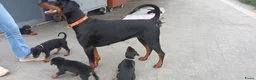 Dobermann honden te koop: Prachtig nestje Dobermann pups - Advertentie 8