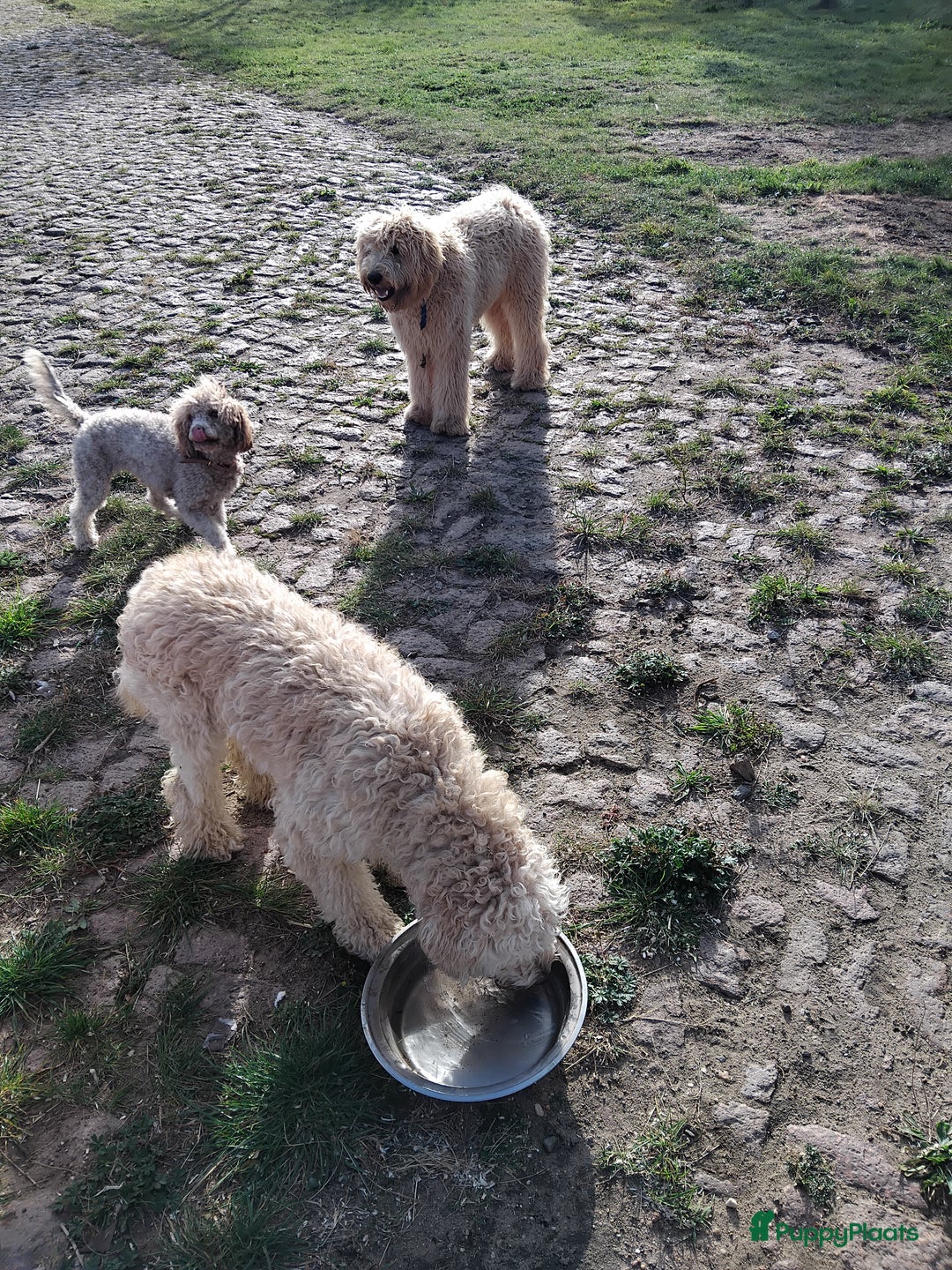 Labradoodle honden te koop: Buddy (Labradoodle 5b) - Advertentie 2