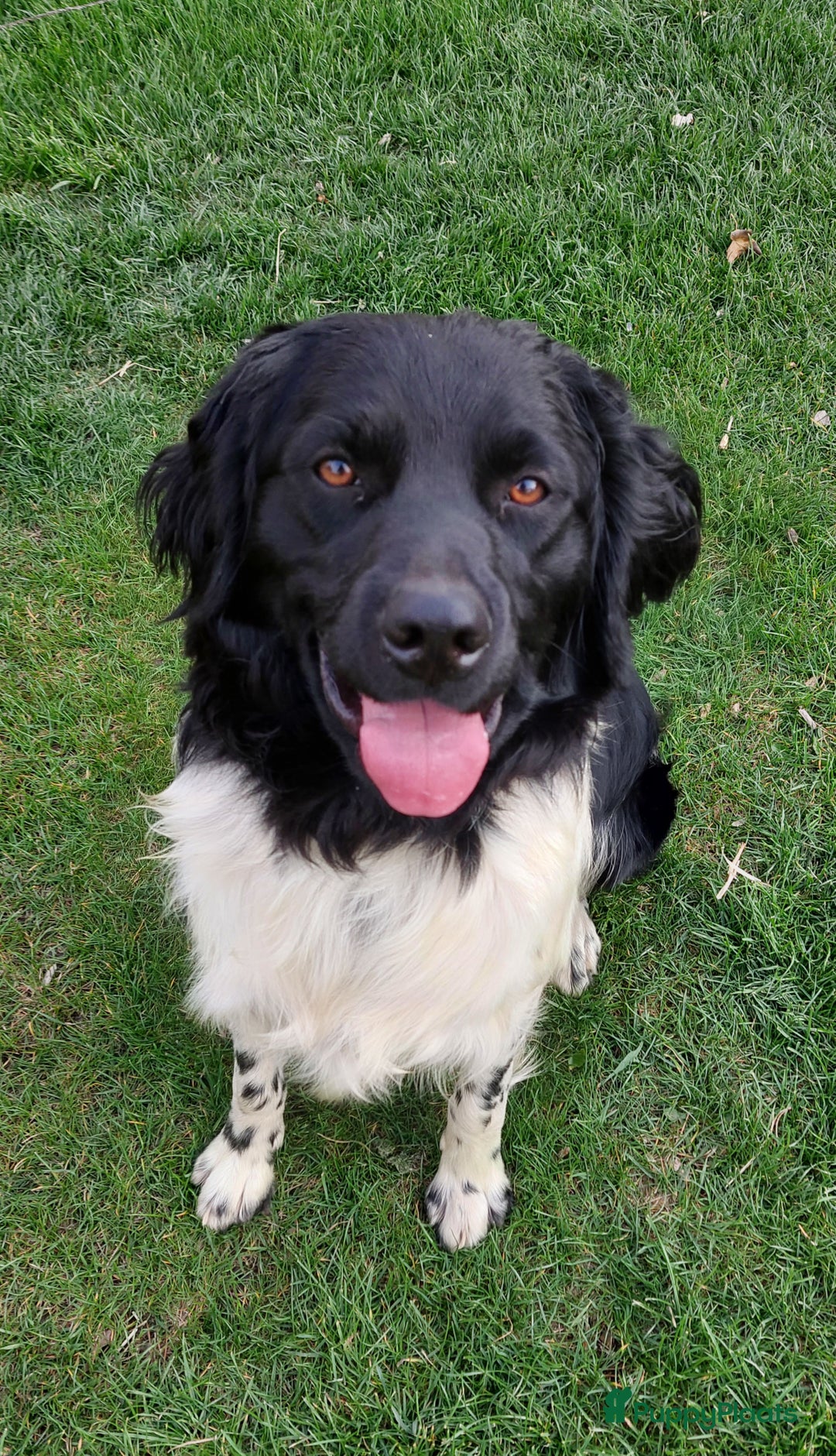 Friese Stabij honden ter dekking: Friese stabij dekreu met stamboom in Baarle-Nassau - Advertentie 3