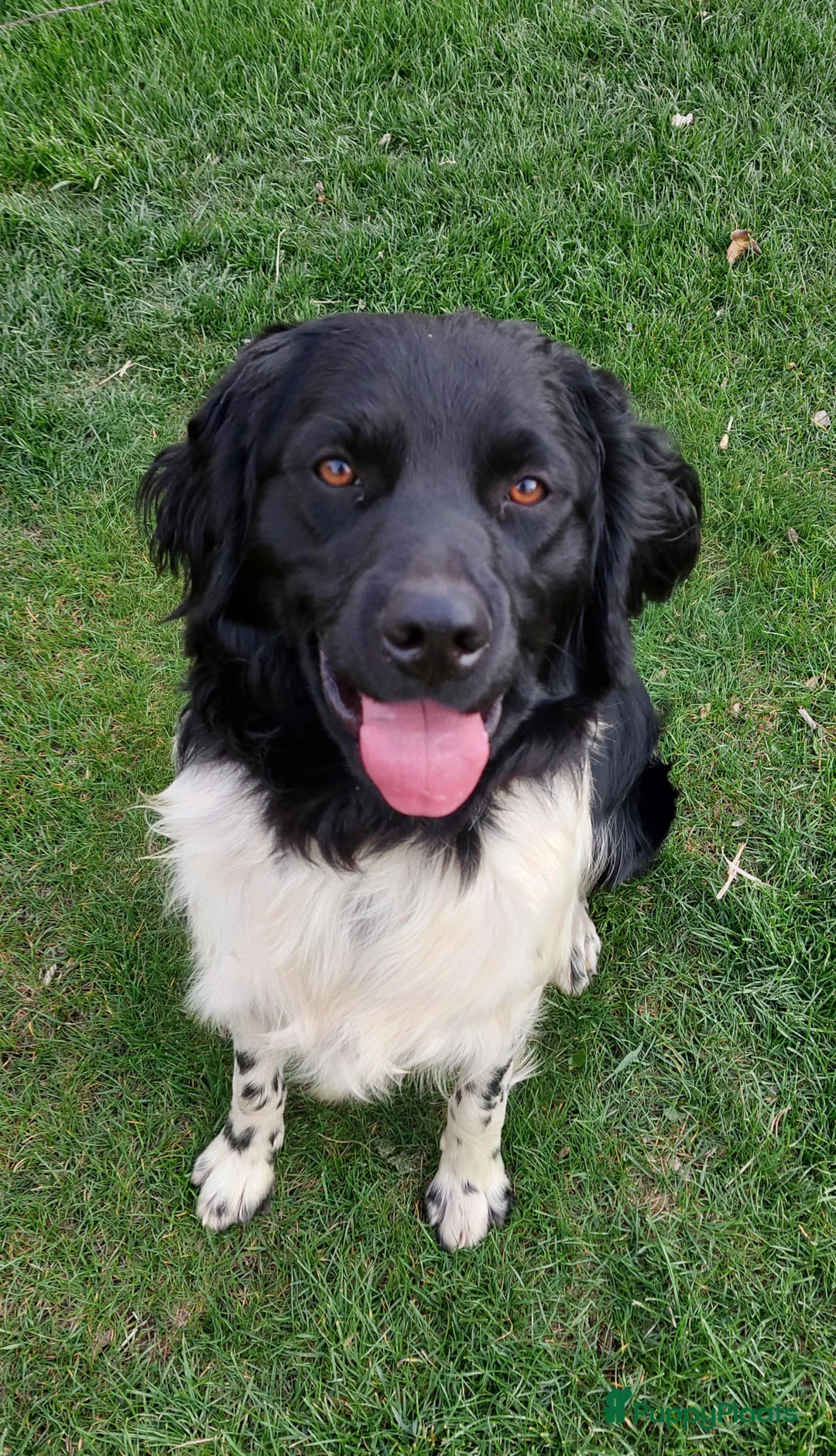 Friese Stabij honden ter dekking: Friese stabij dekreu met stamboom in Baarle-Nassau - Advertentie 3