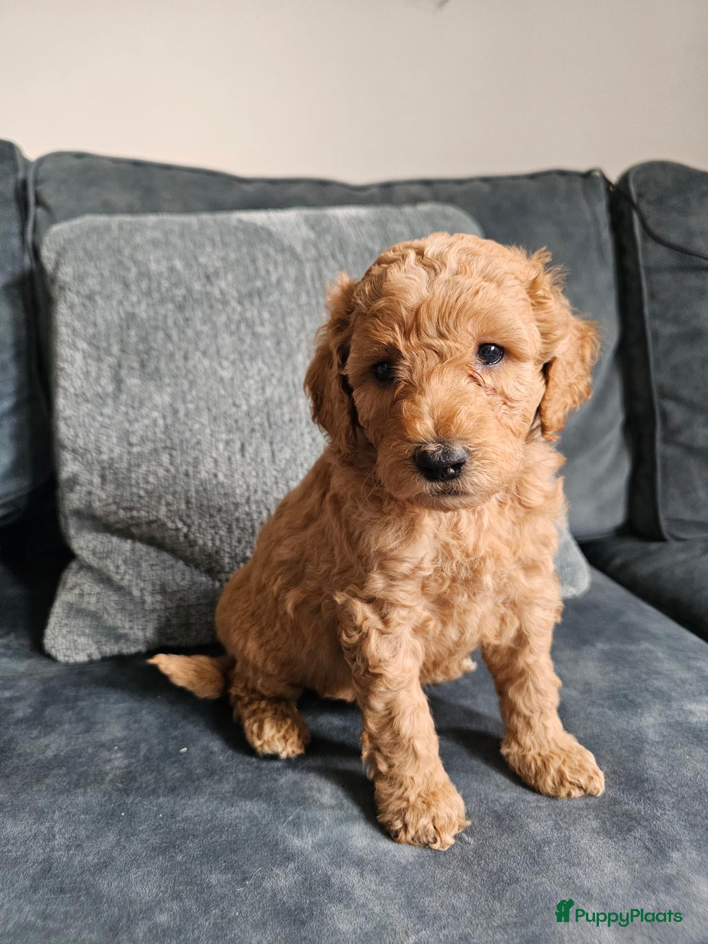 Poedel honden Prachtige lieve middenmaat poedel pups - Advertentie 1
