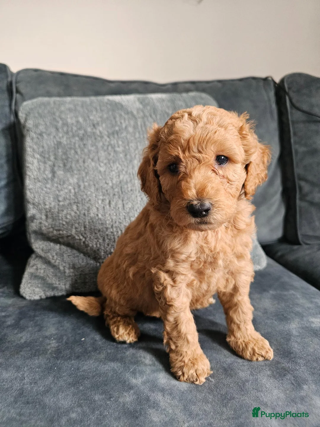 Poedel honden te koop: Prachtige lieve middenmaat poedel pups - Advertentie 1