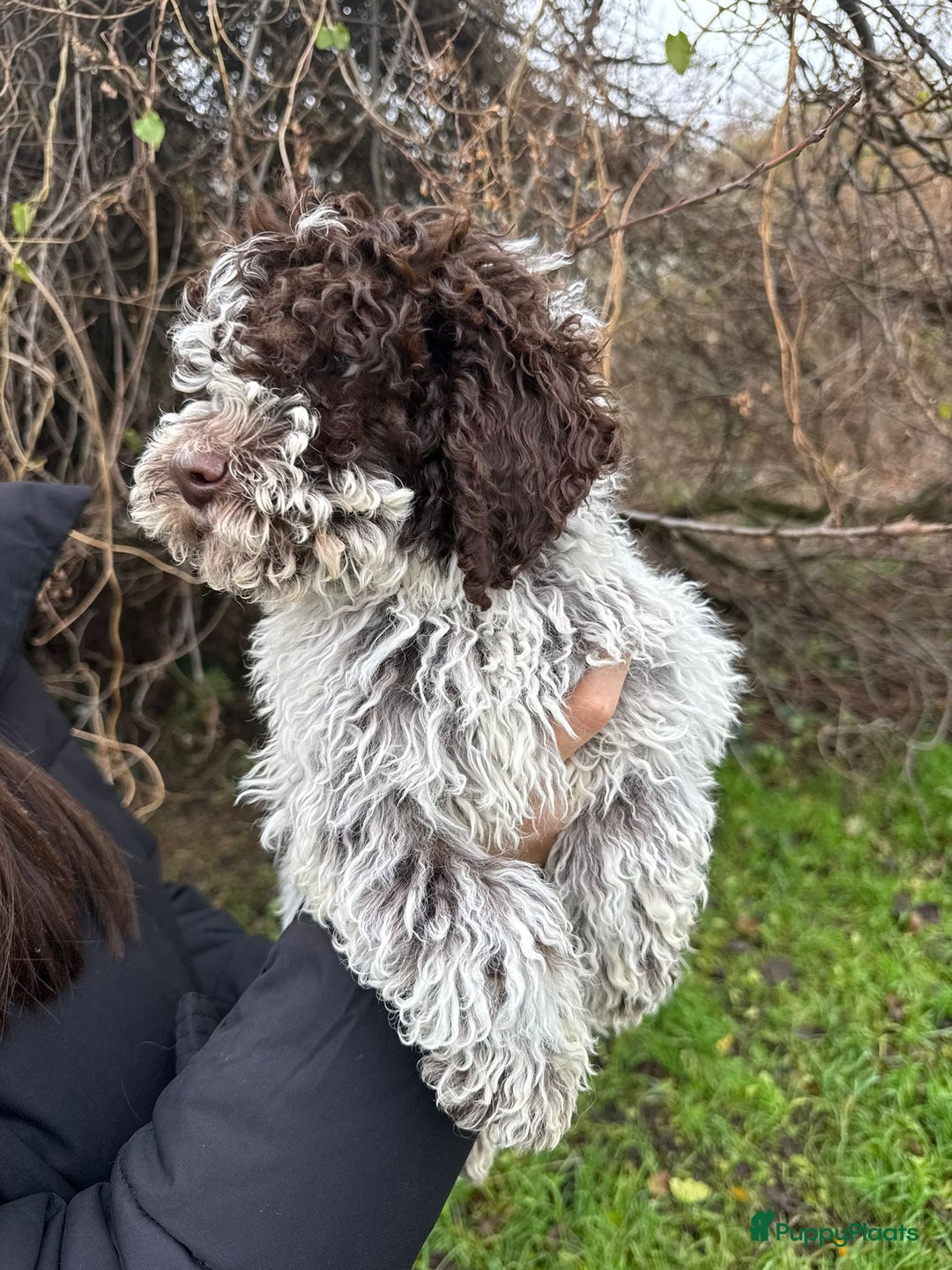 Lagotto Romagnolo honden te koop: Lagotto Romagnolo pups - Advertentie 7
