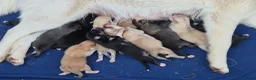 Kruising honden te koop: Pomsky x shiba inu (1/4) pups - Advertentie 16