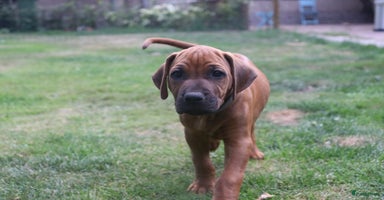 Rhodesian Ridgeback honden - Advertentie 10