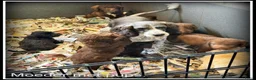 Kruising honden te koop: Boompoo F1b pups. Boomer x Poedel .middelslag. - Advertentie 3