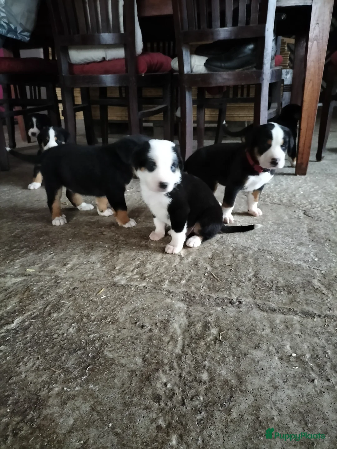 Grote Zwitserse Sennenhond honden te koop: Super leuke grote Zwitserse Sennen pups - Advertentie 12