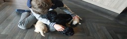 Labradoodle honden te koop: Prachtig nestje mini labradoodles te koop - Advertentie 5