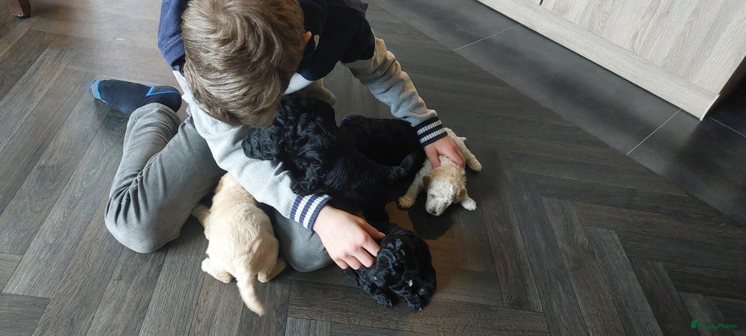 Labradoodle honden te koop: Prachtig nestje mini labradoodles te koop - Advertentie 5