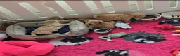 Maltipoo honden te koop: Mooie lieve maltipoo pup pups maltezer toy poedel  - Advertentie 10