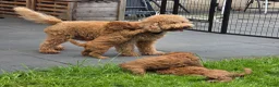 Labradoodle honden te koop: Mini labradoodles mogen verhuizen  - Advertentie 8