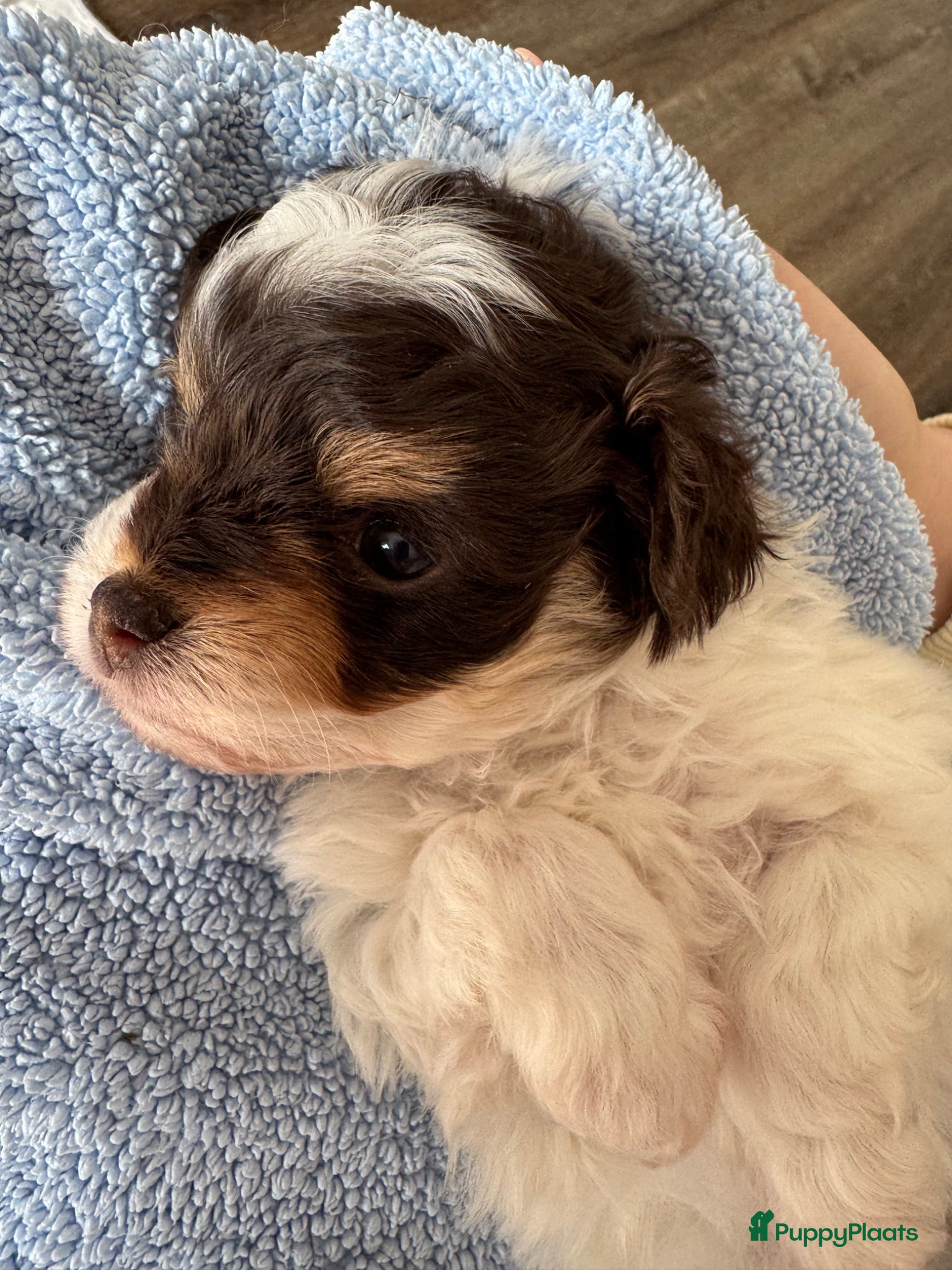 Kruising honden Uniek nestje kleine Pomapoo pups 🥰  - Advertentie 1