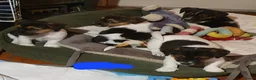 Jack Russel Terriër honden te koop: Gezonde raszuiver gefokt Jack Russel pups laagbeen - Advertentie 21