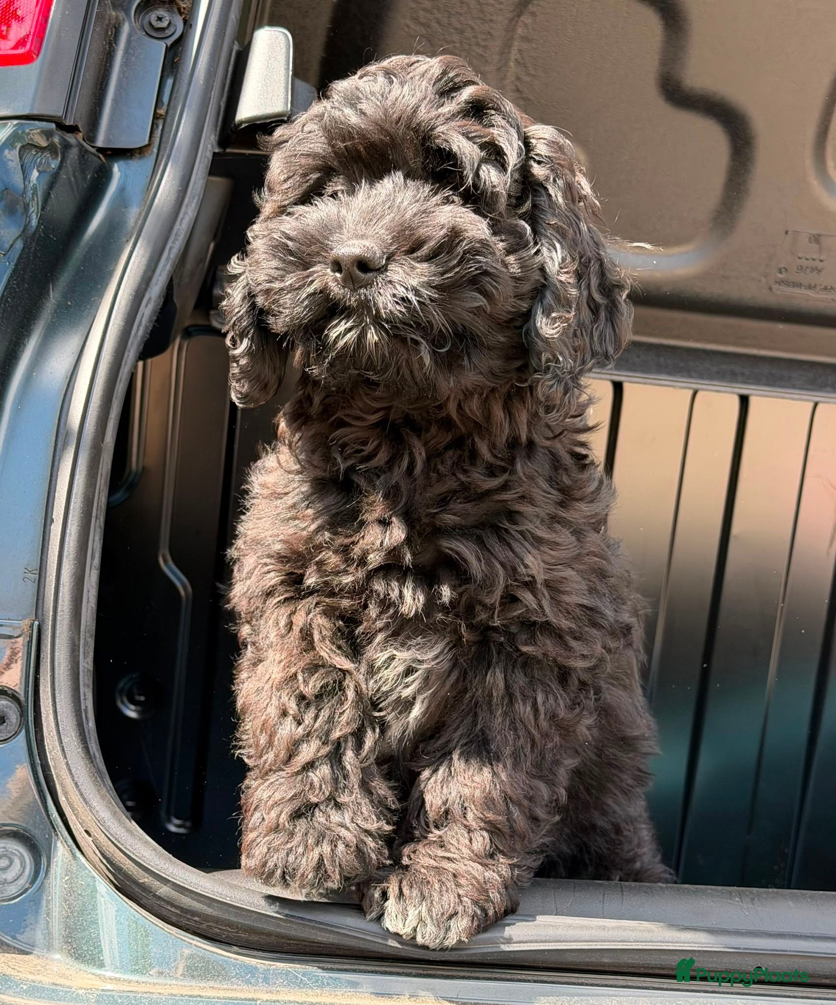 Cockapoo honden Amerikaanse Cockapoo pups - Advertentie 4