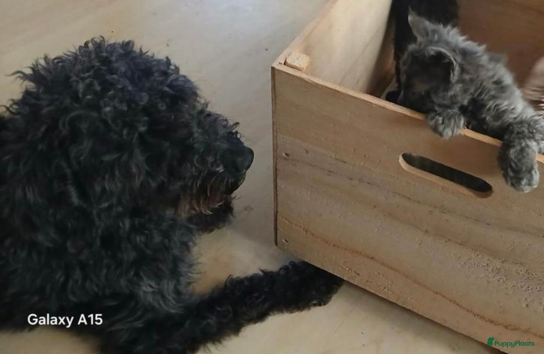 Kruising honden te koop: nestje kruising Waterhond, labradoedel look-a-like - Afbeelding 12