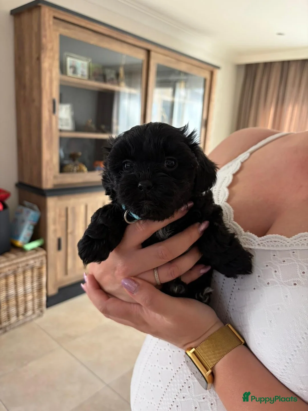 Maltipoo honden te koop: Maltipoo pups - Advertentie 2