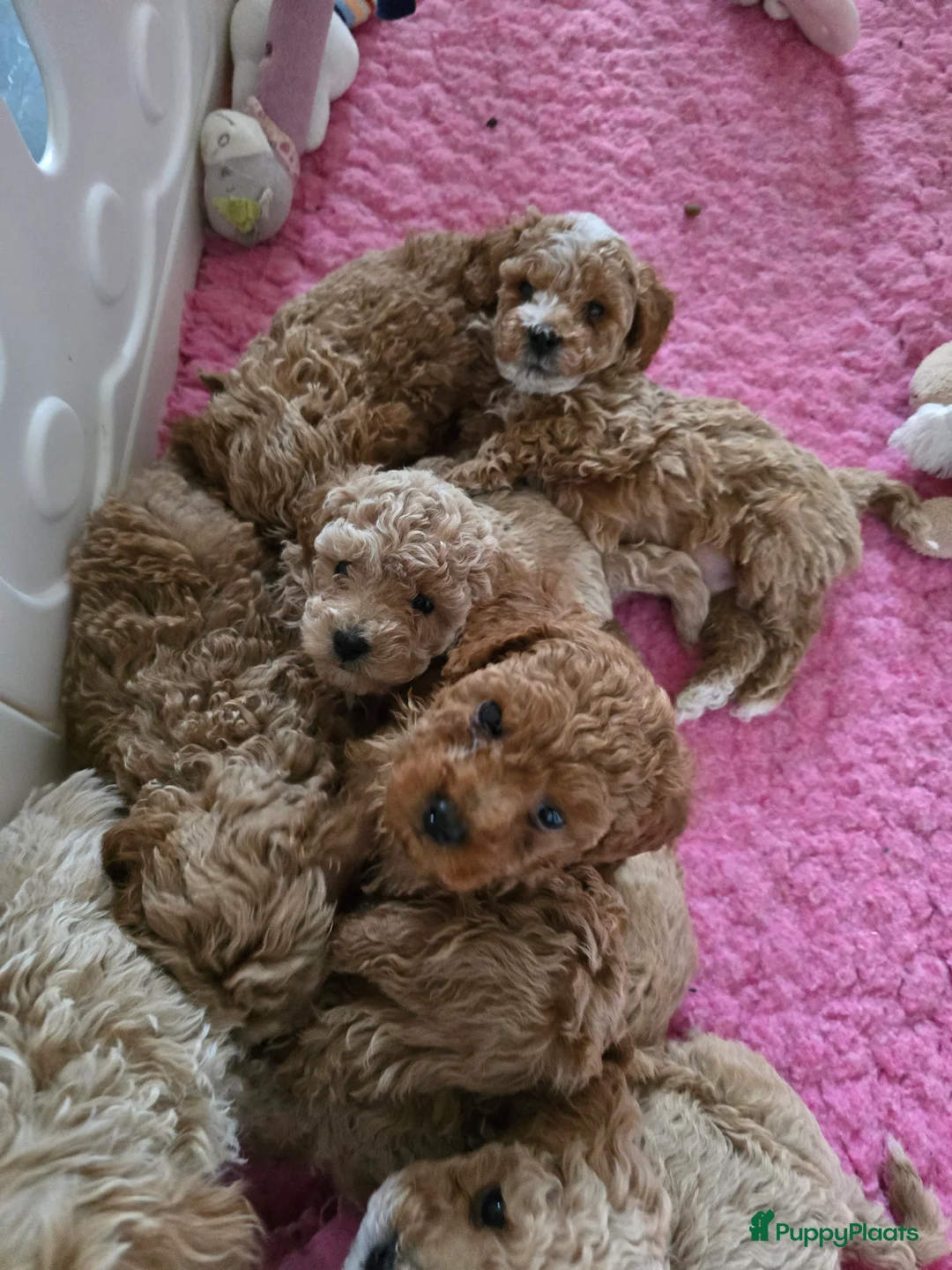 Maltipoo honden te koop: Mooie Maltipoo / toy poedel pup pups - Advertentie 35