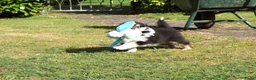 Schotse Herdershond langhaar honden te koop: Schotse Collie pup  - Advertentie 3