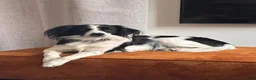 Kruising honden te koop: Louie zoekt een nieuw thuis - Advertentie 1