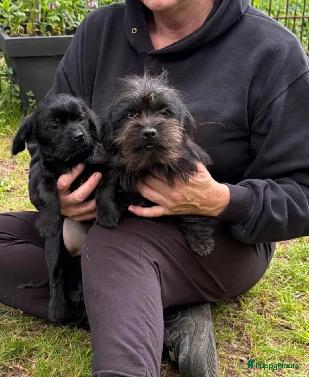Kruising honden te koop: 2 prachtige Schweenie’s 🎀🎀 (shihtzu/dwergteckel  - Advertentie 4