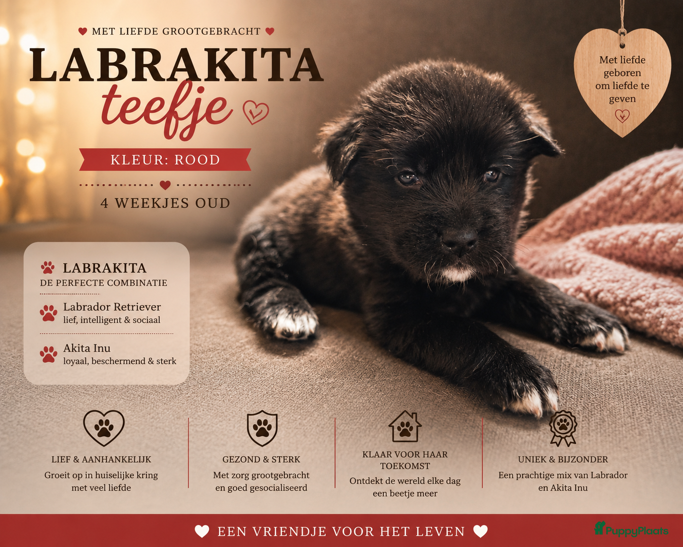 Kruising honden te koop: Labrakita pups (Labrador x Akita) Loyaal & speels - Advertentie 17