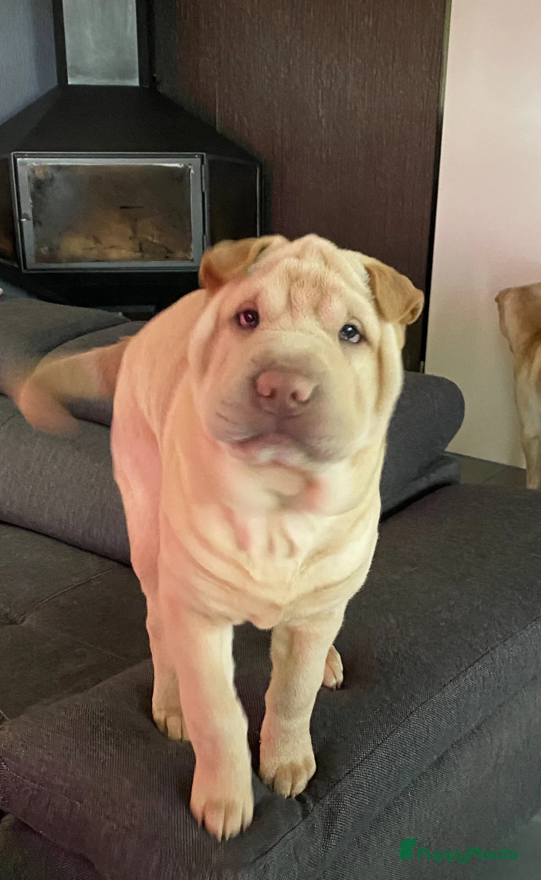 Shar Pei honden te koop: Sharpei pup in Venlo - Advertentie 2