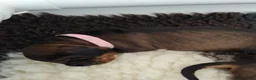 Ruwhaar Teckel honden te koop: Prachtige lieve ruwharige standaard teckel pups - Advertentie 29