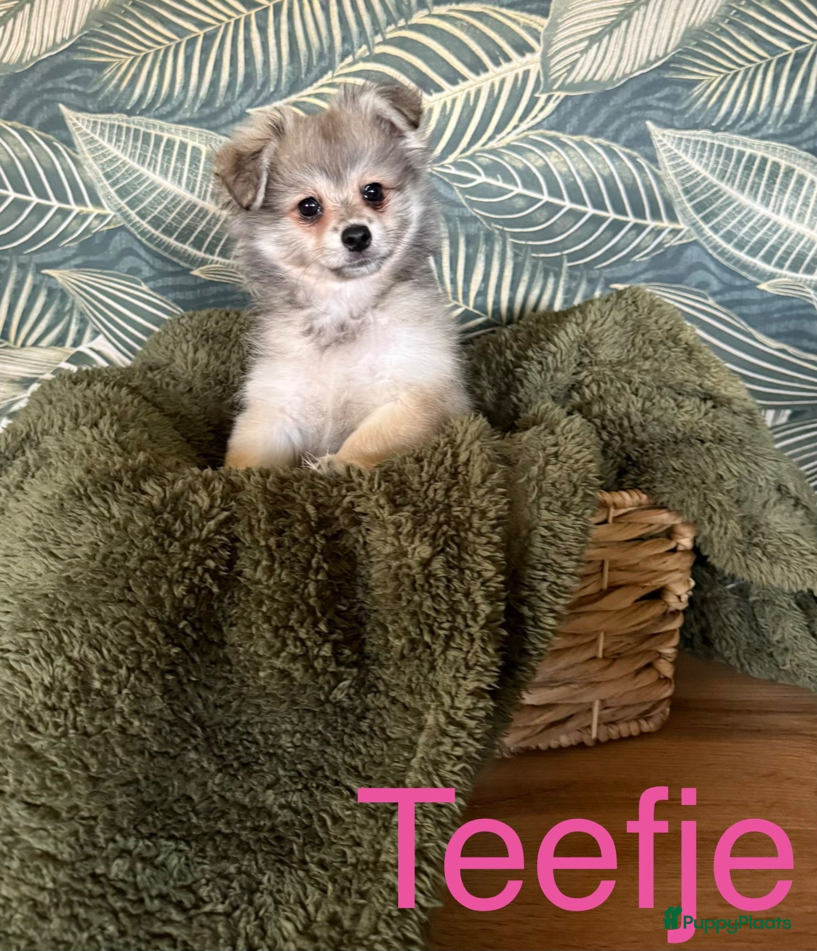 Pomchi honden 1 teefje 2reutjes mogen nestje verlaten - Advertentie 10