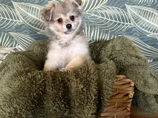 Pomchi honden 1 teefje 2reutjes mogen nestje verlaten - Advertentie 10