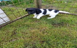 Friese Stabij honden te koop: Te koop 3 Friese stabij reutjes - Afbeelding 6