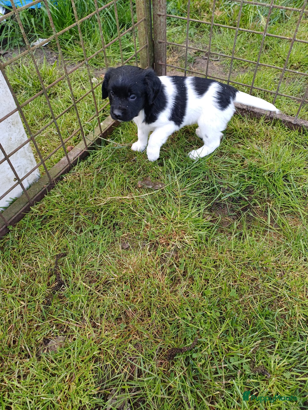 Friese Stabij honden te koop: Te koop 3 Friese stabij reutjes - Afbeelding 6