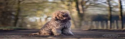Barbet honden te koop: Barbet Pups ( Franse waterhond ) - Advertentie 2
