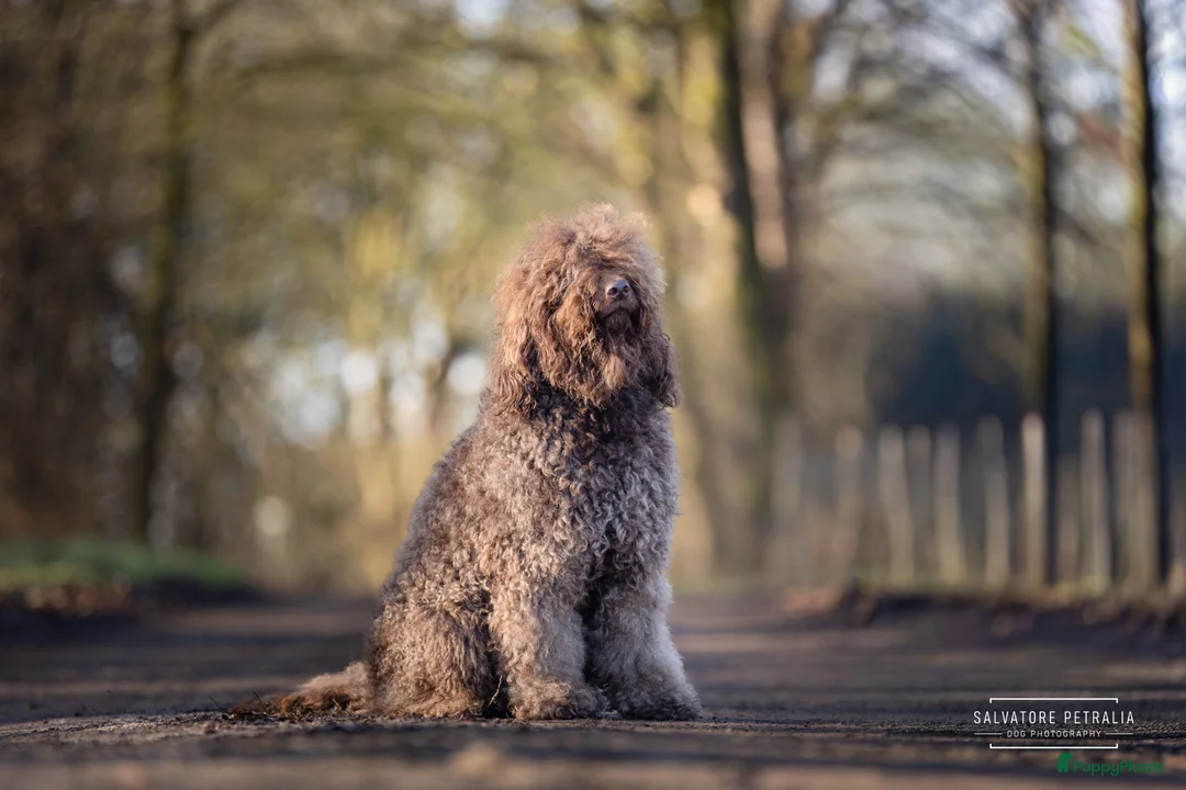 Barbet honden te koop: Barbet Pups ( Franse waterhond ) - Advertentie 2