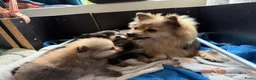 Pomeriaan honden te koop: Pomeriaan pup Merle, sable en black and tan - Advertentie 8