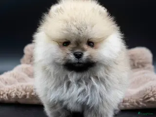 Pomeriaan honden Prachtige Pomeranian Dwergkees reutjes. - Advertentie 5