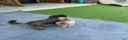 Kruising honden te koop: Miniature Aussiedoodle  - Advertentie 11