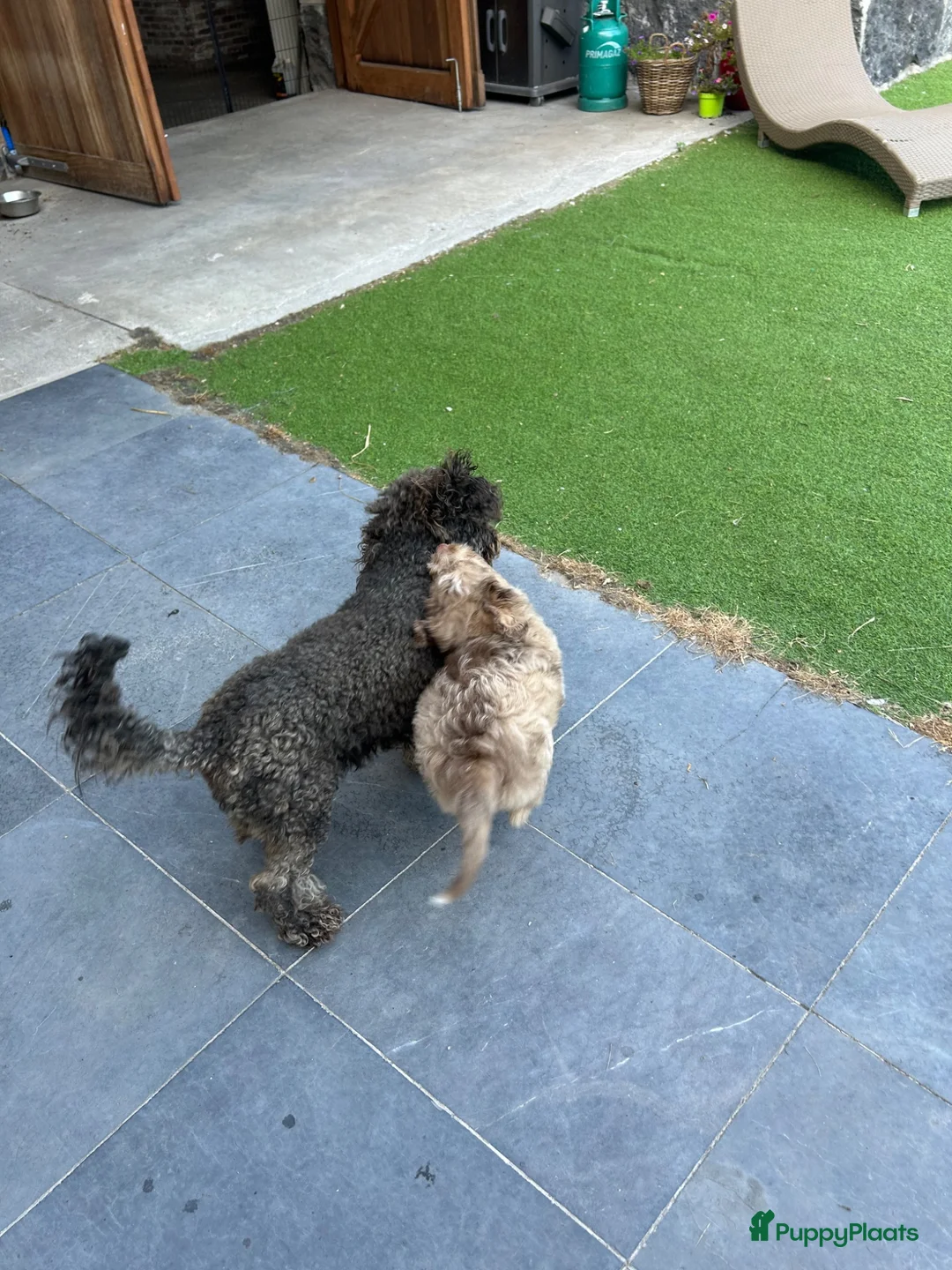 Kruising honden te koop: Miniature Aussiedoodle  - Advertentie 11