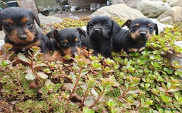 Jack Russel Terriër honden te koop: Toyjecks in Uden - Afbeelding 3