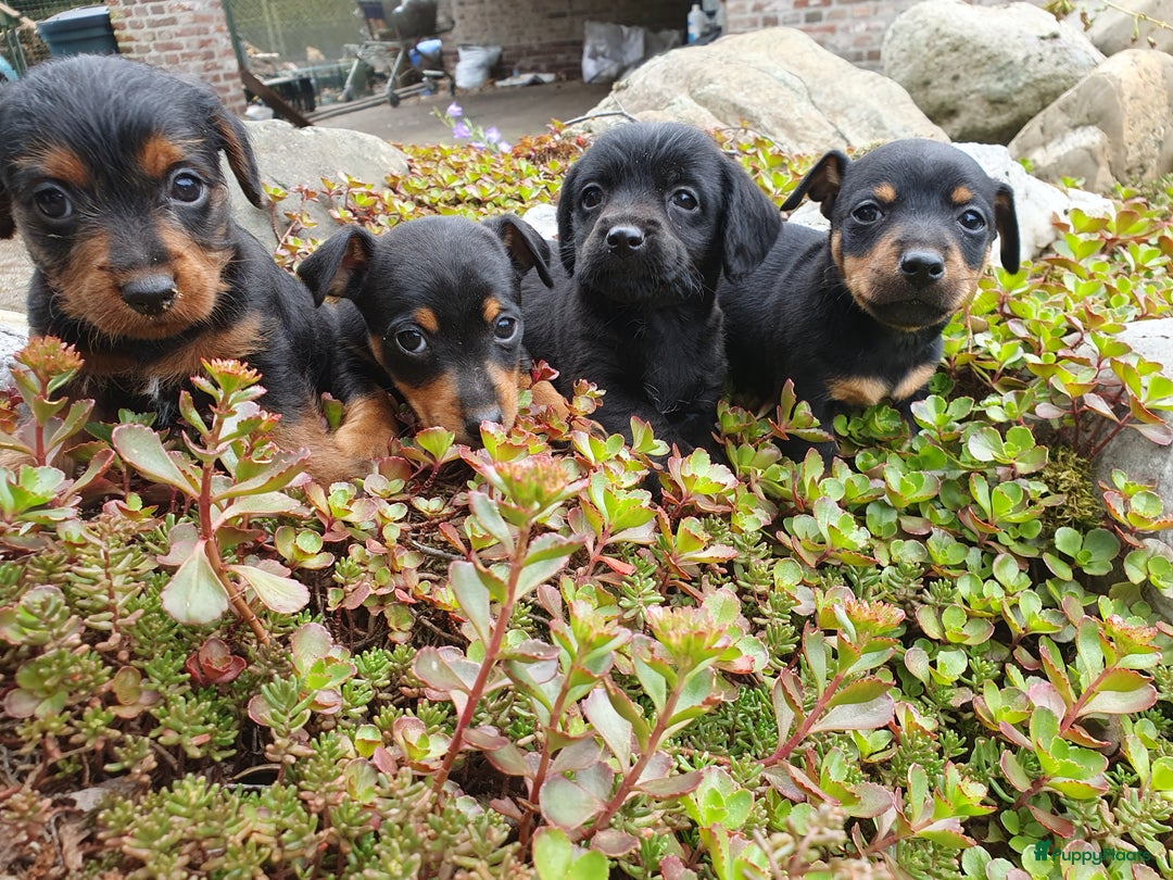 Jack Russel Terriër honden te koop: Toyjecks in Uden - Afbeelding 3