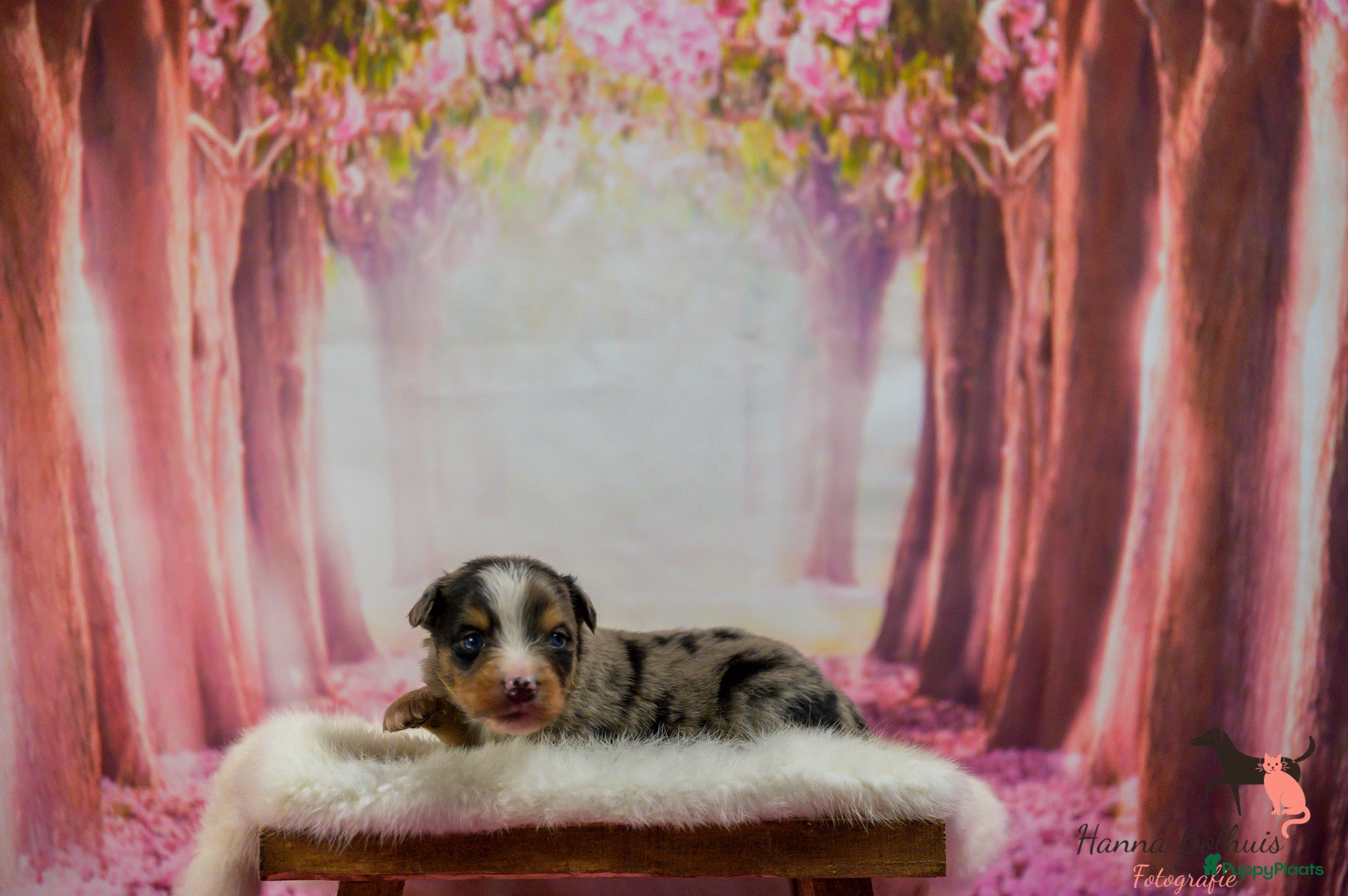 Australian Shepherd Puppy 3