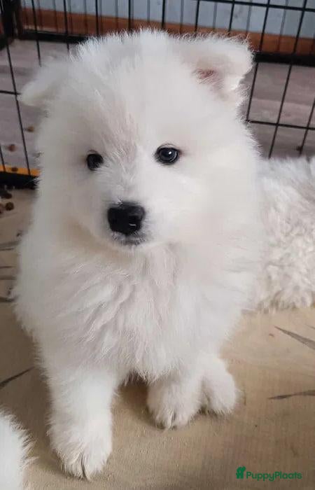 Samojeed honden Samojeed pup - Advertentie 17
