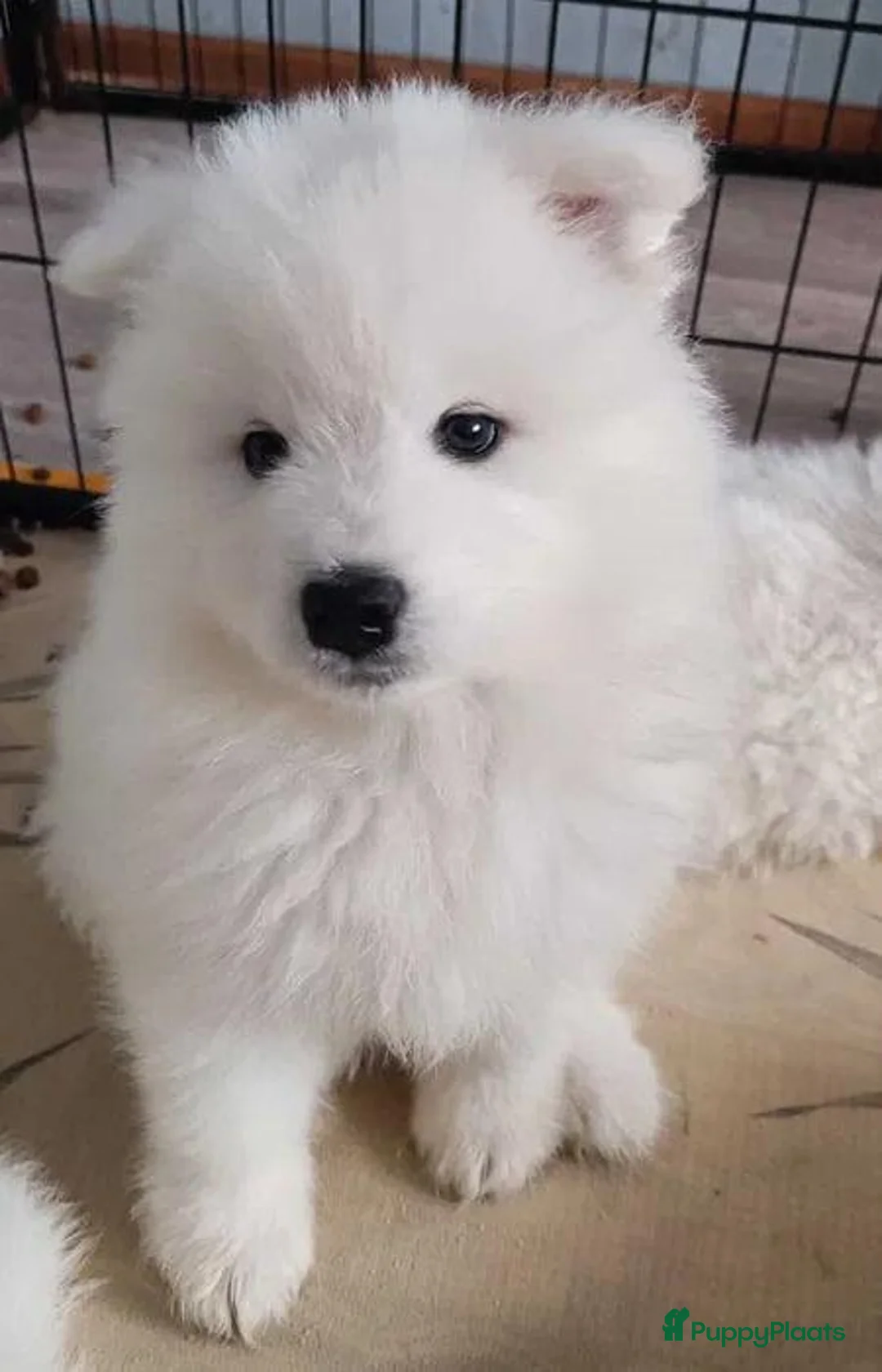 Samojeed honden te koop: Samojeed pup - Advertentie 1